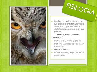  Los flecos de las plumas de
  sus alas le permiten un vuelo
  silencioso ayudando a no
  delatar su presencia con sus
  presas.
     REPERTORIO SONORO
 ADULTOS..
 Uuhu, kvek, wehe y greck.
 Hohoho… y bouboubou..,uh
  o uh-chu.
 Risa satánica.
 Uáuáuáuáu que pude señar
  amenaza.
 