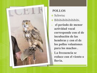 POLLOS
 Schwtsc
 Bibibiibibiibibibibi.
o el periodo de menor
  actividad vocal
  corresponde con el de
  incubación de las
  hembras y con el de
  los pollos volantones
  para los machos .
o La frecuencia se
  reduce con el viento o
  lluvia.
 