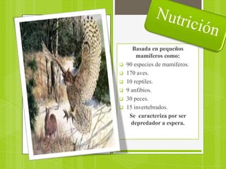Basada en pequeños
        mamíferos como:
   90 especies de mamíferos.
   170 aves.
   10 reptiles.
   9 anfibios.
   30 peces.
   15 invertebrados.
     Se caracteriza por ser
      depredador a espera.
 