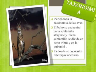  Pertenece a la
  taxonomía de las aves
 El bubo se encuentra
  en la subfamilia
  striginae y dicha
  subfamilia se divide en
  ocho tribus y en la
  bubonini .
 Es donde se encuentra
  este rapaz nocturno.
 