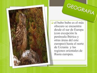    el bubo bubo es el más
    obscuro se encuentra
    desde el sur de Europa
    (con excepción la
    península Ibérica y
    otras áreas del este
    europeo) hasta el norte
    de Ucrania y las
    regiones orientales de
    Rusia europea.
 