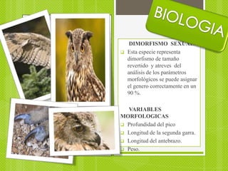 DIMORFISMO SEXUAL:
   Esta especie representa
    dimorfismo de tamaño
    revertido y atreves del
    análisis de los parámetros
    morfológicos se puede asignar
    el genero correctamente en un
    90 %.

  VARIABLES
MORFOLOGICAS
 Profundidad del pico
 Longitud de la segunda garra.
 Longitud del antebrazo.
 Peso.
 
