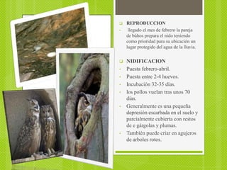    REPRODUCCION
•    llegado el mes de febrero la pareja
    de búhos prepara el nido teniendo
    como prioridad para su ubicación un
    lugar protegido del agua de la lluvia.


   NIDIFICACION
•   Puesta febrero-abril.
•   Puesta entre 2-4 huevos.
•   Incubación 32-35 días.
•   los pollos vuelan tras unos 70
    días.
•   Generalmente es una pequeña
    depresión escarbada en el suelo y
    parcialmente cubierta con restos
    de e gárgolas y plumas.
•   También puede criar en agujeros
    de arboles rotos.
 