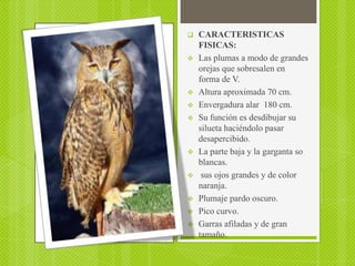   CARACTERISTICAS
    FISICAS:
   Las plumas a modo de grandes
    orejas que sobresalen en
    forma de V.
   Altura aproximada 70 cm.
   Envergadura alar 180 cm.
   Su función es desdibujar su
    silueta haciéndolo pasar
    desapercibido.
   La parte baja y la garganta so
    blancas.
    sus ojos grandes y de color
    naranja.
   Plumaje pardo oscuro.
   Pico curvo.
   Garras afiladas y de gran
    tamaño.
 