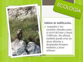 hábitat de nidificación.
 roquedos y los
  cortados situados entre
  el nivel del mar y hasta
  2.000 mts. De altitud,
  también puede criar en
  áreas abiertas y
  despejadas bosques
  maduros y áreas
  urbanas.
 
