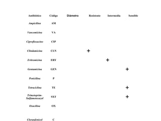 Antibiótico Código Diámetro Resistente Intermedia Sensible
Ampicilina AM
Vancomicina VA
Ciprofloxacino CIP
Clindamicina CLN +
Eritromicina ERY +
Gentamicina GEN +
Penicilina P
Tetraciclina TE +
Trimetoprim-
Sulfametoxazol
SXT +
Oxacilina OX
Cloranfenicol C
 