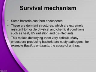 Survival mechanism
• Some bacteria can form endospores.
• These are dormant structures, which are extremely
resistant to hostile physical and chemical conditions
such as heat, UV radiation and disinfectants.
• This makes destroying them very difficult. Many
endospore-producing bacteria are nasty pathogens, for
example Bacillus anthracis, the cause of anthrax.
 