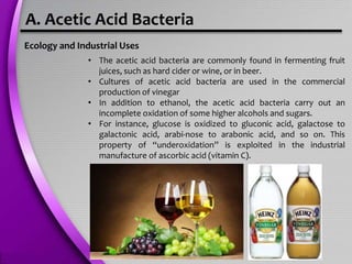 A. Acetic Acid Bacteria
Ecology and Industrial Uses
• The acetic acid bacteria are commonly found in fermenting fruit
juices, such as hard cider or wine, or in beer.
• Cultures of acetic acid bacteria are used in the commercial
production of vinegar
• In addition to ethanol, the acetic acid bacteria carry out an
incomplete oxidation of some higher alcohols and sugars.
• For instance, glucose is oxidized to gluconic acid, galactose to
galactonic acid, arabi-nose to arabonic acid, and so on. This
property of “underoxidation” is exploited in the industrial
manufacture of ascorbic acid (vitamin C).
 