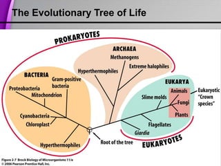 The Evolutionary Tree of Life
 
