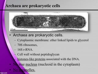 Archaea are prokaryotic cells
• Archaea are prokaryotic cells.
– Cytoplasmic membrane: ether linked lipids to glycerol
– 70S ribosomes,
– 16S r-RNA.
– Cell wall without peptidoglycan
– histones-like proteins associated with the DNA.
• No true nucleus (nucleoid in the cytoplasm)
• No organelles.
 