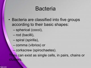 Bacteria
• Bacteria are classified into five groups
according to their basic shapes:
– spherical (cocci),
– rod (bacilli),
– spiral (spirilla),
– comma (vibrios) or
– corkscrew (spirochaetes).
They can exist as single cells, in pairs, chains or
clusters.
 