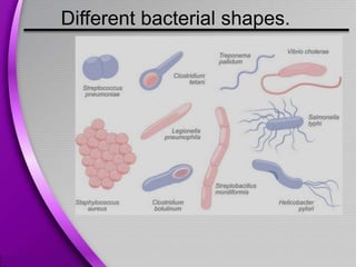 Different bacterial shapes.
 