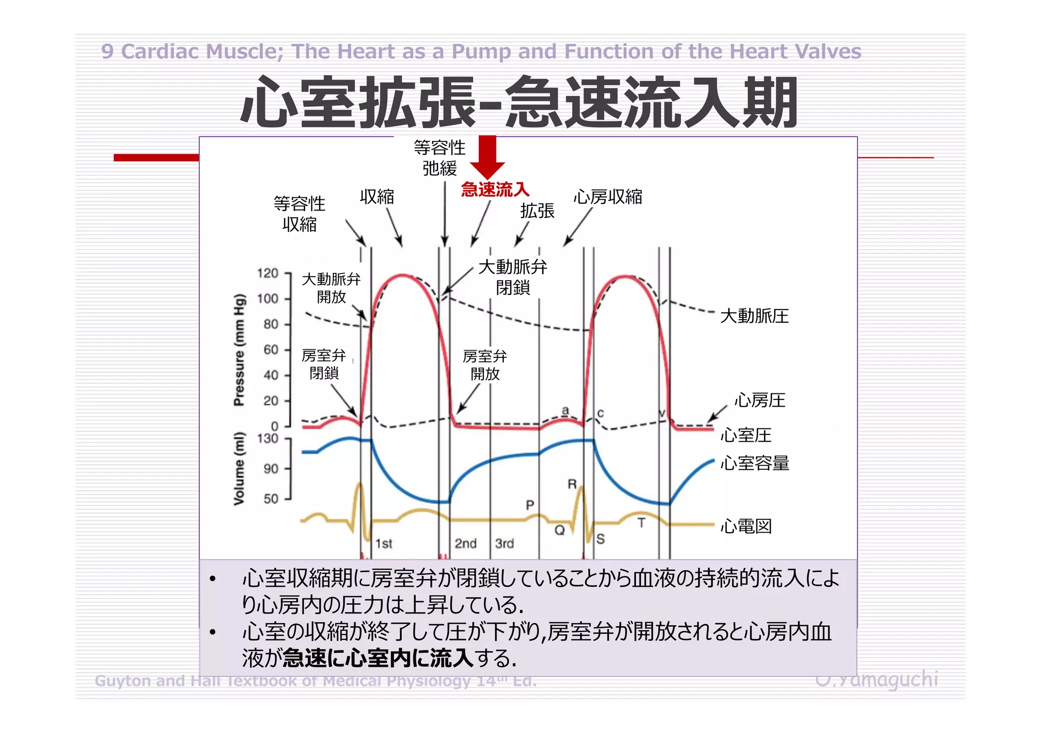 09 cardiac muscle; the heart as a pump and function of the heart valves ...