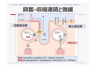 09 cardiac muscle; the heart as a pump and function of the heart valves ...