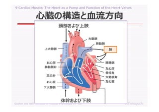09 cardiac muscle; the heart as a pump and function of the heart valves ...