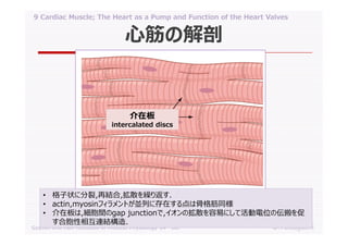 09 cardiac muscle; the heart as a pump and function of the heart valves ...