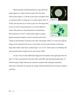 5 | P a g e
Macroscopically on Sabouraud Dextrose Agar (SDA) the
fungus appears as a white to brown or pink with a fine dense
cotton texture (Figure 1-1). On the reverse side it will appear white
or sometimes yellow to orange-tan. It is usually mature within 15-
20 days, but may take up to 8 weeks to grow out. The fungus does
not survive well in clinical specimens, so it can be difficult to
isolate. DNA probes are the preferred form of identification.
Microscopically at 25-30˚C, young cultures appear as septate
hyphae bearing pear-shaped, smooth occasionally spiny micro
conidia on short branches or directly on the sides of the hyphae. When it is in this early stage the
fungus can be confused for Blastomyces dermatitidis. Several weeks later they will develop
large, thick-walled, round macro conidia (Figure 1-2). At 35˚C small round or oval budding cells
and occasional abortive hyphae may be seen (Larone, 2002).
On day 15 she was then additionally diagnosed with cellulitis of her right upper limb. On
days 12-19 she was monitored with routine CBCs and CMPs, later being discharged on day 19.
With this being a fungal infection she would have needed to take antifungal medications.
Intravenous medications are typically the stronger and more preferred course of action, instead of
a pill form.
Figure 1-1
Figure 1-2
 
