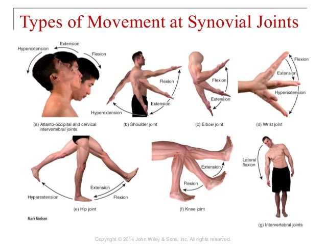 Which Of The Following Joints Should Have More Mobility Concept Map Synovial Joint Movements - United States Map