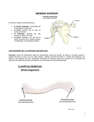 1
MIEMBRO SUPERIOR
El miembro superior está formado por:
 la cintura escapular, compuesta por
el omoplato y la clavícula
 el brazo, formado por un solo un
hueso, el húmero
 el antebrazo, formado por dos
huesos, el radio y el cubito
 la mano, formada a su vez por el
carpo (conjunto de 8 huesos cortos),
el metacarpo, y las falanges (dedos).
LOS HUESOS DE LA CINTURA ESCAPULAR
Clavícula: hueso de clasificación largo por dimensiones, plano por función, se ubica en la parte superior y
anterior del tórax, es par y en una vista superior adopta una forma de letra” s”. Posee dos extremos; uno
interno y otro externo, los dos, superficies articulares. El extremo interno se articula con el manubrio del
esternón (art. Esternoclavicular) y el externo con el acromion (art. Acromioclavicular).
 