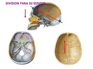 DIVISION PARA SU ESTUDIO

 