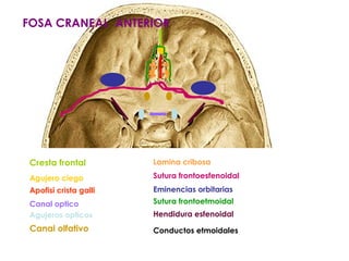 FOSA CRANEAL ANTERIOR

Cresta frontal

Lamina cribosa

Agujero ciego

Sutura frontoesfenoidal

Apofisi crista galli

Eminencias orbitarias

Canal optico
Agujeros opticos

Sutura frontoetmoidal

Canal olfativo

Conductos etmoidales

Hendidura esfenoidal

 