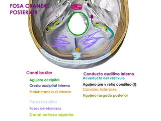 FOSA CRANEAL
POSTERIOR

Canal basilar
Agujero occipital
Cresta occipital interna
Protuberancia O.interna

Presa herofino
Fosas cerebelosas

Canal petroso superior

Conducto auditivo interno

Acueducto del vestivulo

Agujero pre y retro condileo (I)

Canales laterales
Agujero rasgado posterior

 