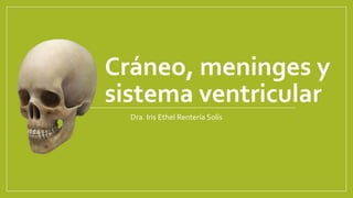 Cráneo, meninges y
sistema ventricular
Dra. Iris Ethel Rentería Solís
 