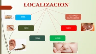 PIEL
OJOS
OIDO NARIZ
BOCA
APARATO
RESPIRATORIO
 