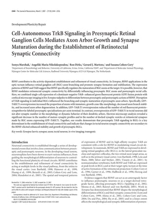 Development/Plasticity/Repair
Cell-Autonomous TrkB Signaling in Presynaptic Retinal
Ganglion Cells Mediates Axon Arbor Growth and Synapse
Maturation during the Establishment of Retinotectal
Synaptic Connectivity
Sonya Marshak,1 Angeliki Maria Nikolakopoulou,1 Ron Dirks,2 Gerard J. Martens,2 and Susana Cohen-Cory1
1Department of Neurobiology and Behavior, University of California, Irvine, Irvine, California 92697, and 2Department of Molecular Animal Physiology,
Nijmegen Center for Molecular Life Sciences, Radboud University Nijmegen, 6525 GA Nijmegen, The Netherlands
BDNF contributes to the activity-dependent establishment and refinement of visual connectivity. In Xenopus, BDNF applications in the
optic tectum influence retinal ganglion cell (RGC) axon branching and promote synapse formation and stabilization. The expression
patternsofBDNFandTrkBsuggestthatBDNFspecificallyregulatesthematurationofRGCaxonsatthetarget.Itispossible,however,that
BDNF modulates retinotectal synaptic connectivity by differentially influencing presynaptic RGC axons and postsynaptic tectal cells.
Here, we combined single-cell expression of a dominant-negative TrkB–enhanced green fluorescent protein (GFP) fusion protein with
confocalmicroscopyimaginginliveXenopustadpolestodifferentiatebetweenpresynapticandpostsynapticactionsofBDNF.Disruption
of TrkB signaling in individual RGCs influenced the branching and synaptic maturation of presynaptic axon arbors. Specifically, GFP–
TrkB.T1 overexpression increased the proportion of axons with immature, growth cone-like morphology, decreased axon branch stabil-
ity, and increased axon arbor degeneration. In addition, GFP–TrkB.T1 overexpression reduced the number of red fluorescent protein–
synaptobrevin-labeled presynaptic specializations per axon terminal. In contrast, overexpression of GFP–TrkB.T1 in tectal neurons did
not alter synaptic number or the morphology or dynamic behavior of their dendritic arbors. Electron microscopy analysis revealed a
significant decrease in the number of mature synaptic profiles and in the number of docked synaptic vesicles at retinotectal synapses
made by RGC axons expressing GFP–TrkB.T1. Together, our results demonstrate that presynaptic TrkB signaling in RGCs is a key
determinantintheestablishmentofvisualconnectivityandindicatethatchangesintectalneuronsynapticconnectivityaresecondaryto
the BDNF-elicited enhanced stability and growth of presynaptic RGCs.
Key words: Xenopus laevis; synapse; axon; tectal neuron; in vivo imaging; transgenic
Introduction
Neuronal connectivity is established through a series of develop-
mental events that involve close communication between presyn-
aptic and postsynaptic neurons. In the developing visual system,
neurotrophins have been shown to exert various influences, from
guiding the morphological differentiation of neurons to control-
ling the functional plasticity of visual circuits. BDNF contributes
to the establishment and refinement of visual connectivity by
acting at multiple levels in the visual pathway, from the retina to
the visual cortex (von Bartheld, 1998; Hanover et al., 1999;
Huang et al., 1999; Berardi et al., 2003; Cohen-Cory and Lom,
2004; Mandolesi et al., 2005). The spatial and temporal patterns
of expression of BDNF and its high-affinity receptor TrkB are
consistent with a role for BDNF in modulating visual circuit de-
velopment. In mammals, BDNF and TrkB are expressed in devel-
oping retinal ganglion cells (RGCs), in the lateral geniculate nu-
cleus and superior colliculus, the two retinal axon target areas, as
well as in the primary visual cortex (von Bartheld, 1998; Lein and
Shatz, 2000; Silver and Stryker, 2001; Vizuete et al., 2001). In
nonmammalian vertebrates, both BDNF and TrkB are expressed
at peak levels in RGCs and at their target optic tectum at the time
of active formation of the retinotectal projection (Cohen-Cory et
al., 1996; Garner et al., 1996; Hallbook et al., 1996; Herzog and
von Bartheld, 1998).
Evidence suggests that BDNF can act as an anterograde factor
to influence postsynaptic neurons or as a target-derived retro-
grade factor, affecting presynaptic RGCs (Spalding et al., 2002;
Menna et al., 2003; Butowt and von Bartheld, 2005). Work in
Xenopus has demonstrated that BDNF shapes the morphological
differentiation of RGCs and their synaptic connectivity (Lom and
Cohen-Cory, 1999; Alsina et al., 2001; Cohen-Cory and Lom,
2004; Du and Poo, 2004; Hu et al., 2005) and to a lesser extent
affects the morphological and synaptic differentiation of postsyn-
Received Oct. 11, 2006; revised Jan. 12, 2007; accepted Jan. 23, 2007.
This work was supported by National Eye Institute Grant EY119012. We thank Dr. Eero Castren for the GFP–
TrkB.T1 construct and Dr. David Bredt for the postsynaptic density-95–GFP construct. We also thank Drs. Ken Cho
and Ira Blitz for advice with transgenic techniques and Margarita Meynard for help with multiple aspects of this
project.
Correspondence should be addressed to Dr. Susana Cohen-Cory, Department of Neurobiology and Behavior,
University of California, Irvine, 2205 McGaugh Hall, Irvine, CA 92697-4550. E-mail: scohenco@uci.edu.
DOI:10.1523/JNEUROSCI.4434-06.2007
Copyright © 2007 Society for Neuroscience 0270-6474/07/272444-13$15.00/0
2444 • The Journal of Neuroscience, March 7, 2007 • 27(10):2444–2456
 