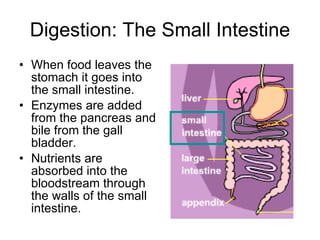 Digestion: The Small Intestine When food leaves the stomach it goes into the small intestine. Enzymes are added from the pancreas and bile from the gall bladder. Nutrients are absorbed into the bloodstream through the walls of the small intestine. 