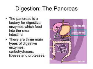 Digestion: The Pancreas The pancreas is a factory for digestive enzymes which feed into the small intestine. There are three main types of digestive enzymes: carbohydrases, lipases and proteases. 