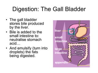 Digestion: The Gall Bladder The gall bladder stores bile produced by the liver. Bile is added to the small intestine to: neutralise stomach acid… And emulsify (turn into droplets) the fats being digested. 