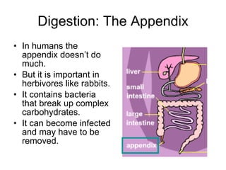 Digestion: The Appendix In humans the appendix doesn’t do much. But it is important in herbivores like rabbits. It contains bacteria that break up complex carbohydrates. It can become infected and may have to be removed.  