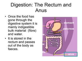 Digestion: The Rectum and Anus Once the food has gone through the digestive system it is mainly indigestible bulk material  (fibre) and water. It is stored in the rectum and passes out of the body as faeces. 