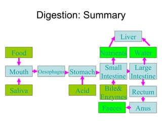 Digestion: Summary Faeces Liver Food Saliva Mouth Oesophagus Stomach Acid Rectum Anus Small Intestine Large Intestine Water Nutrients Bile& Enzymes 