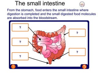 From the stomach, food enters the small intestine where digestion is completed and the small digested food molecules are absorbed into the bloodstream. The small intestine 