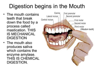 Digestion begins in the Mouth The mouth contains teeth that break down the food by a process called mastication. THIS IS MECHANICAL DIGESTION The mouth also produces saliva which contains the enzyme amylase. THIS IS CHEMICAL DIGESTION. 