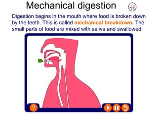 Digestion begins in the mouth where food is broken down by the teeth. This is called  mechanical breakdown .  The small parts of food are mixed with saliva and swallowed. Mechanical digestion 