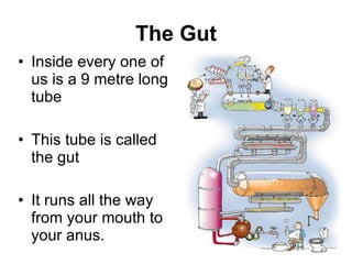 The Gut Inside every one of us is a 9 metre long tube This tube is called the gut It runs all the way from your mouth to your anus. 
