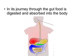 In its journey through the gut food is digested and absorbed into the body 