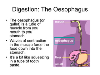 Digestion: The Oesophagus The oesophagus (or gullet) is a tube of muscle from you mouth to you stomach. Waves of contraction in the muscle force the food down into the stomach.  It’s a bit like squeezing in a tube of tooth paste. 