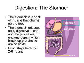 Digestion: The Stomach The stomach is a sack of muscle that churns up the food. The stomach releases acid, digestive juices and the proteases enzyme pepsin which break up proteins to amino acids. Food stays here for 2-6 hours. 