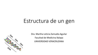 Estructura de un gen
Dra. Martha Leticia Zamudio Aguilar
Facultad de Medicina Xalapa
UNIVERSIDAD VERACRUZANA
 
