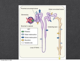 Proteinuria