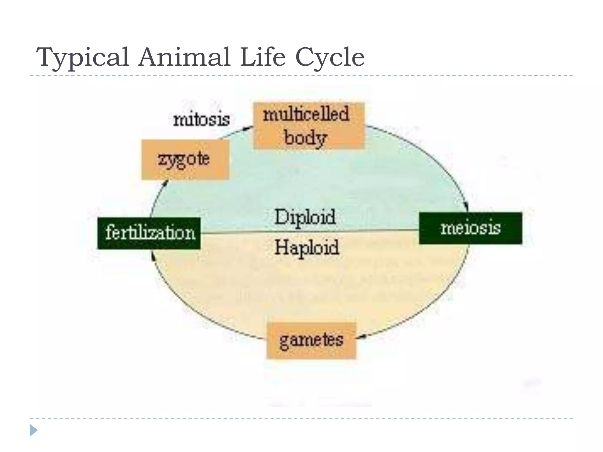 Typical Animal Life Cycle

 
