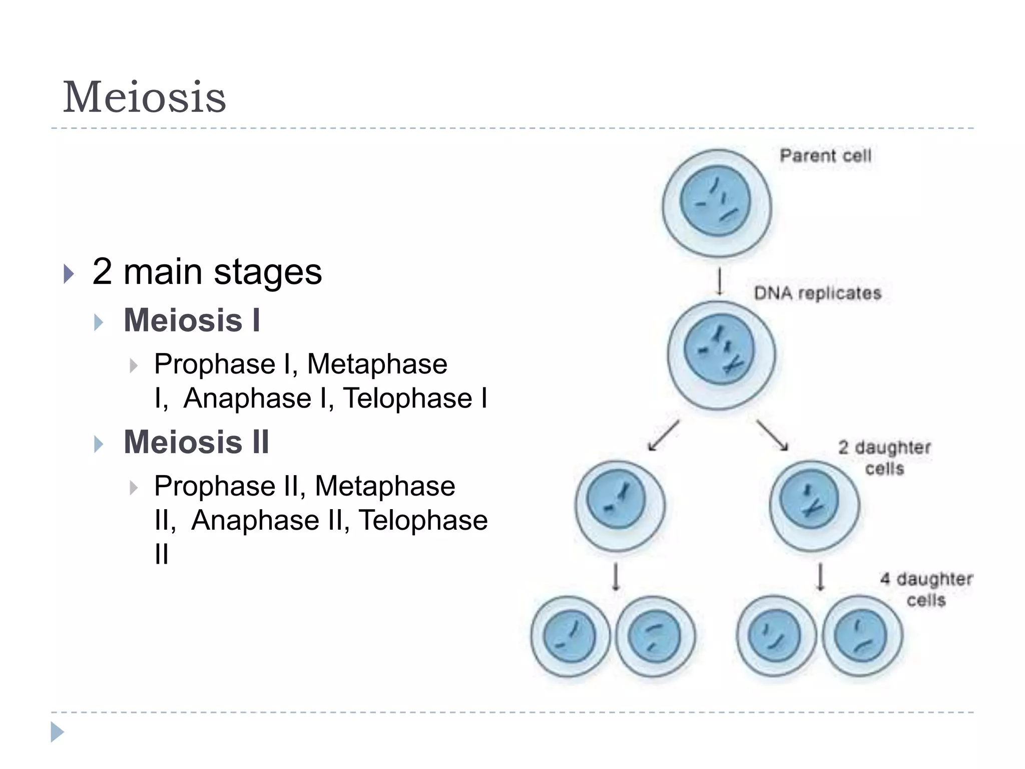 Meiosis



2 main stages


Meiosis I




Prophase I, Metaphase I,
Anaphase I, Telophase I

Meiosis II


Prophase II, Metaphase II,
Anaphase II, Telophase II

 