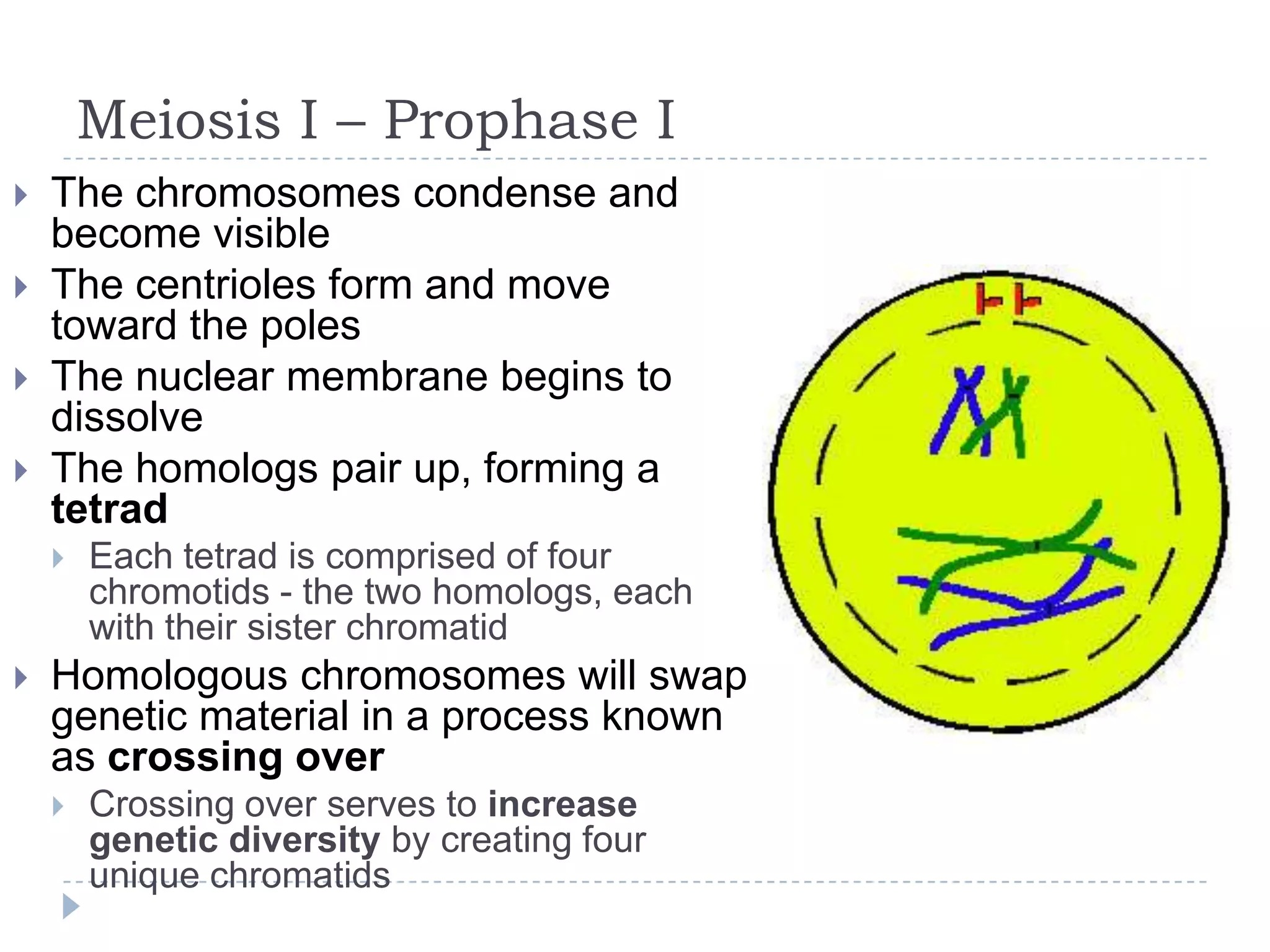 Meiosis I – Prophase I





The chromosomes condense and
become visible
The centrioles form and move
toward the poles
The nuclear membrane begins to
dissolve
The homologs pair up, forming a
tetrad




Each tetrad is comprised of four
chromotids - the two homologs, each
with their sister chromatid

Homologous chromosomes will swap
genetic material in a process known
as crossing over


Crossing over serves to increase
genetic diversity by creating four
unique chromatids

 