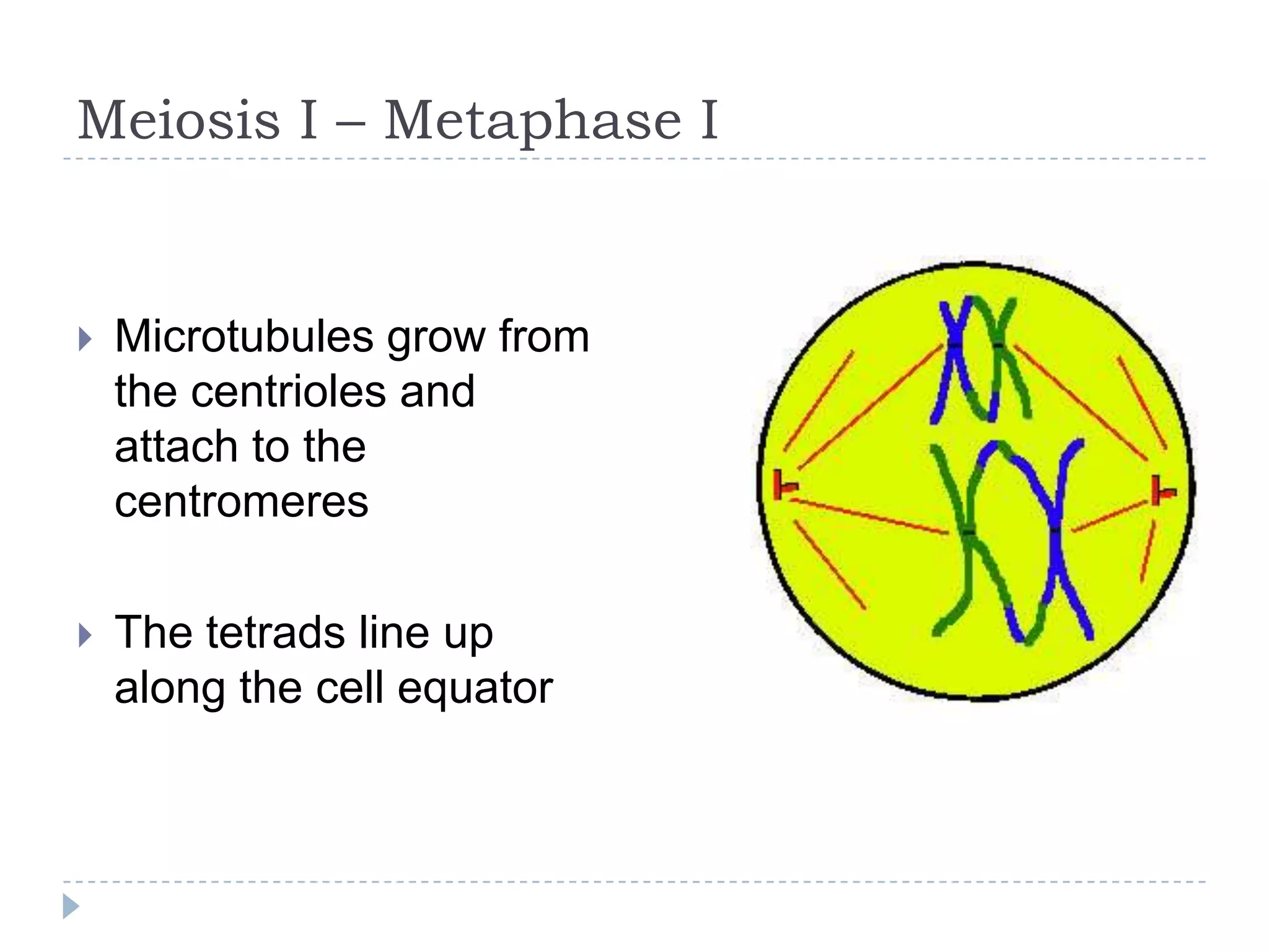 Meiosis I – Metaphase I



Microtubules grow from
the centrioles and
attach to the
centromeres



The tetrads line up
along the cell equator

 