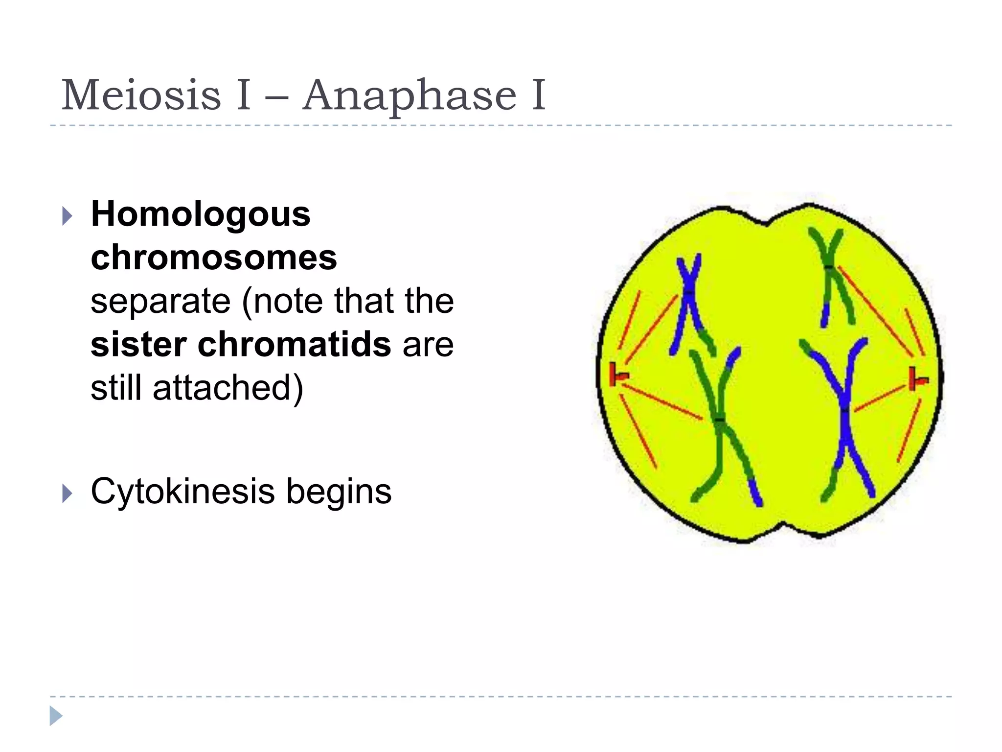 Meiosis I – Anaphase I


Homologous
chromosomes
separate (note that the
sister chromatids are
still attached)



Cytokinesis begins

 