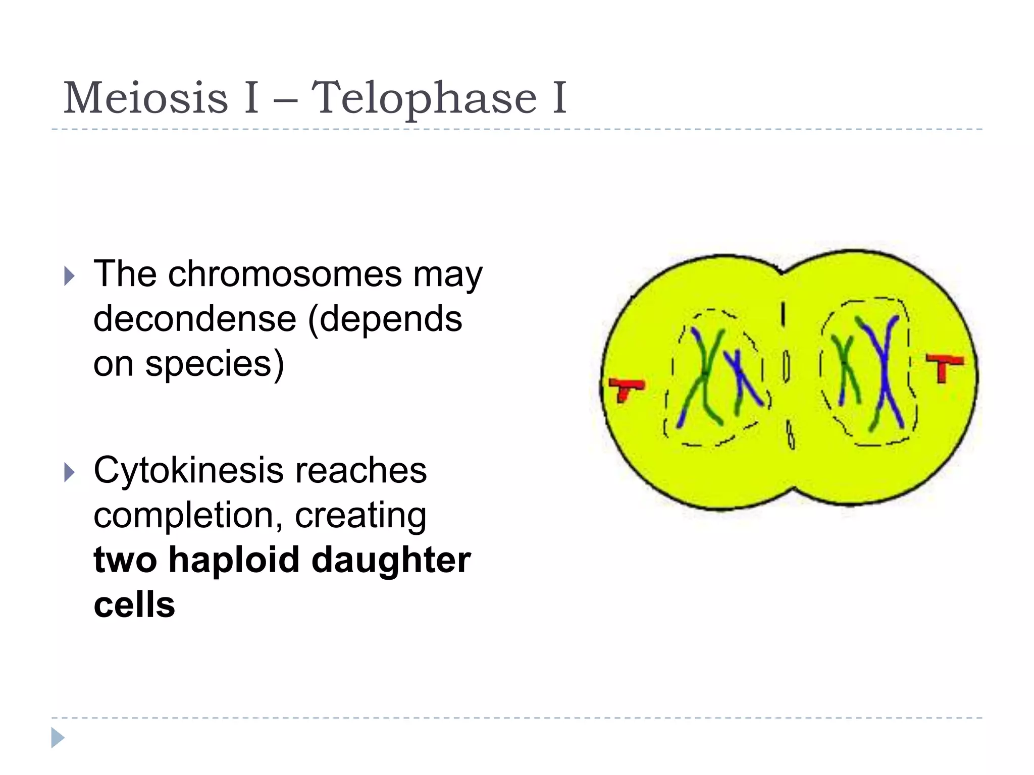 Meiosis I – Telophase I



The chromosomes may
decondense (depends
on species)



Cytokinesis reaches
completion, creating
two haploid daughter
cells

 
